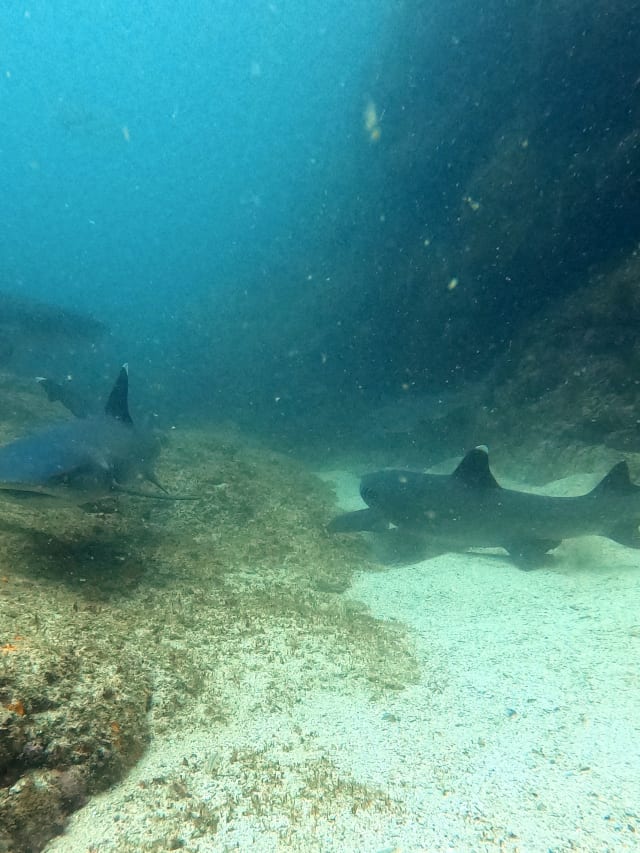 sharks