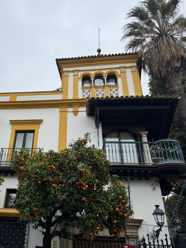 sevilla oranges