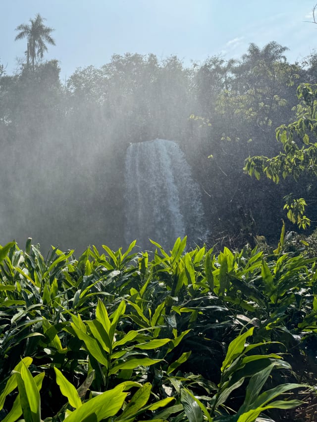 tropical falls