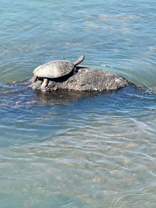 turtle