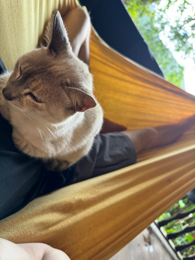 cat