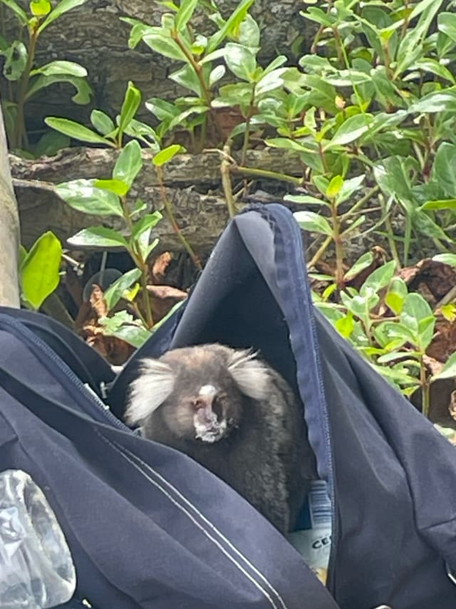 monkey
