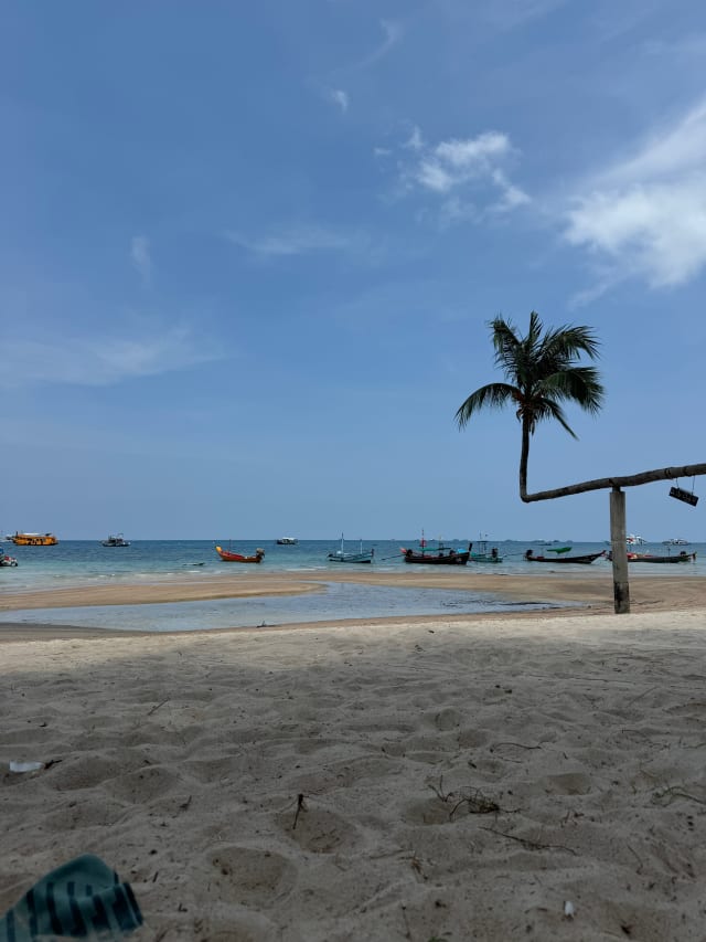 beach palm