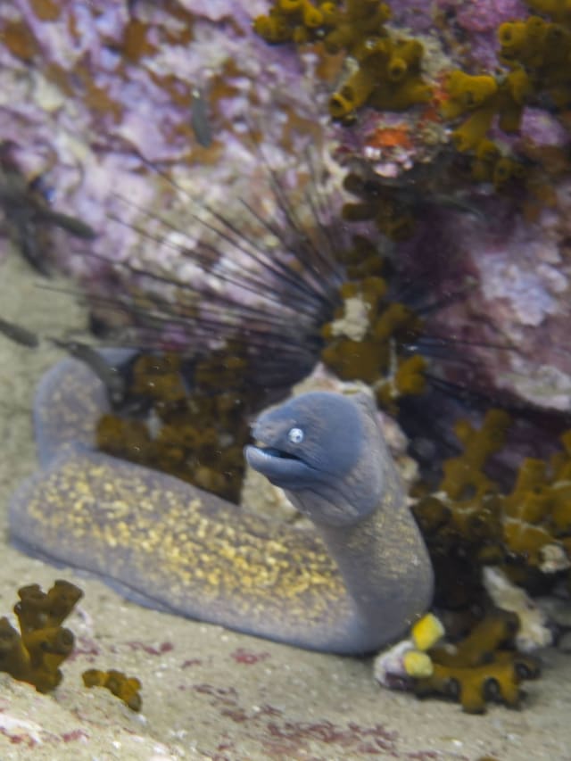 scuba eel