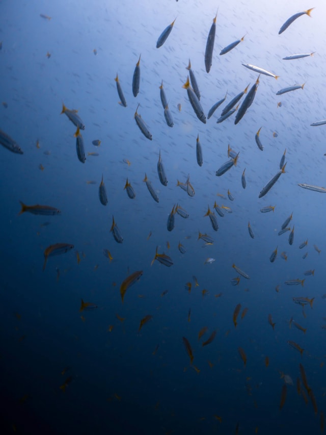 scuba fishes