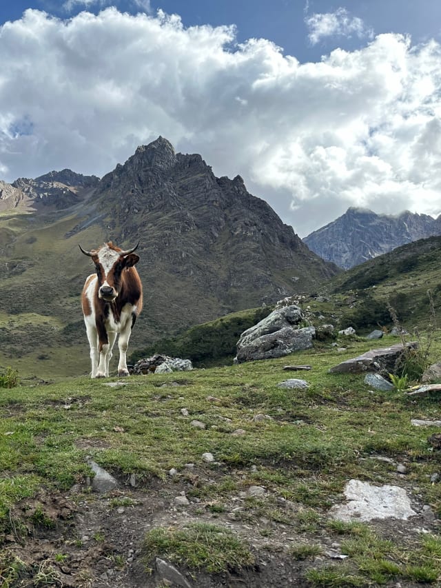 cow and mountain
