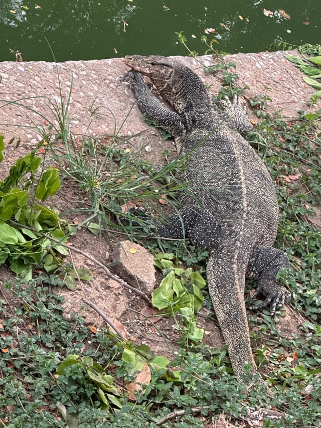 lizard
