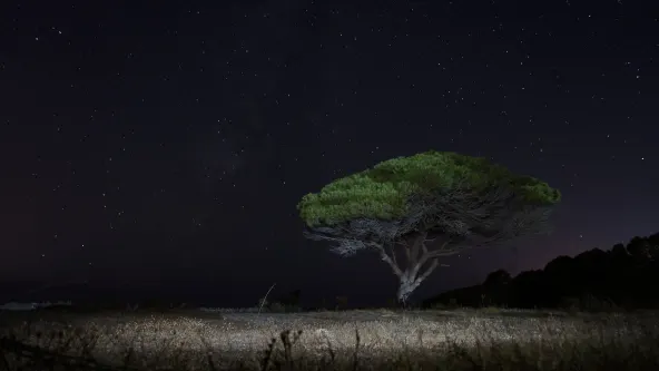 Nocturna Pino. Salida CAMPING TARIFA. Por cierto, muy recomendable.