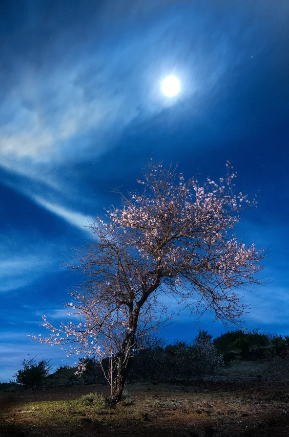 El almendro y la luna