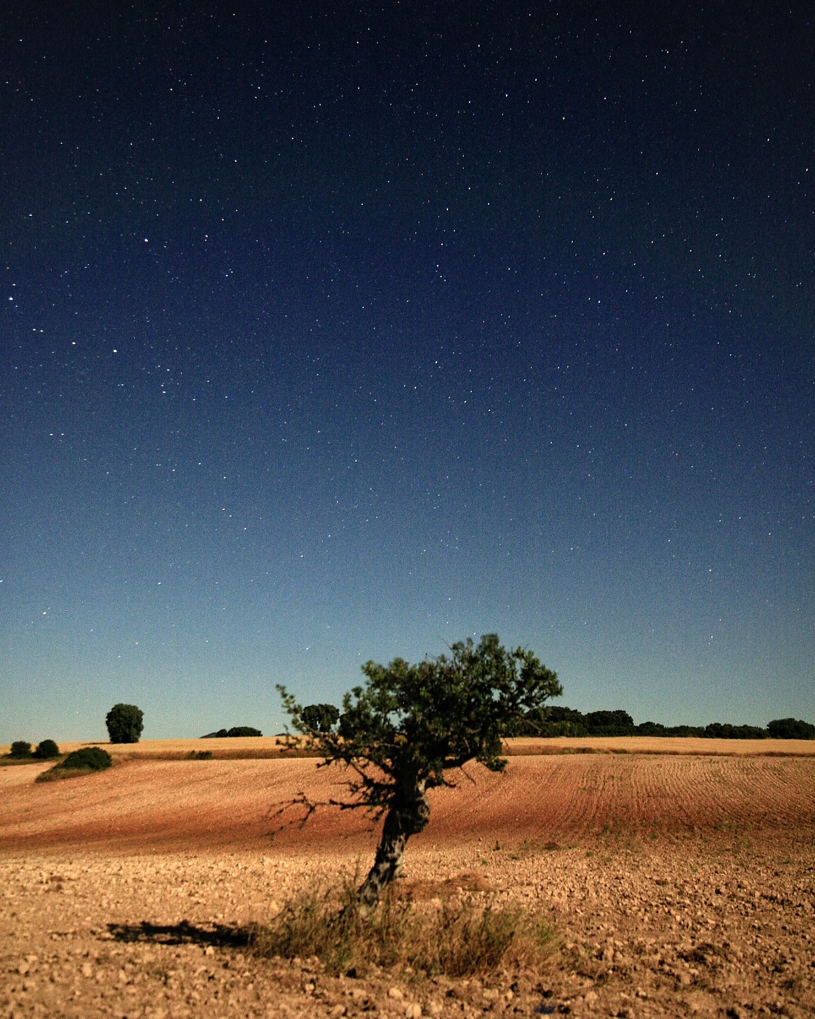 Campos de Castilla