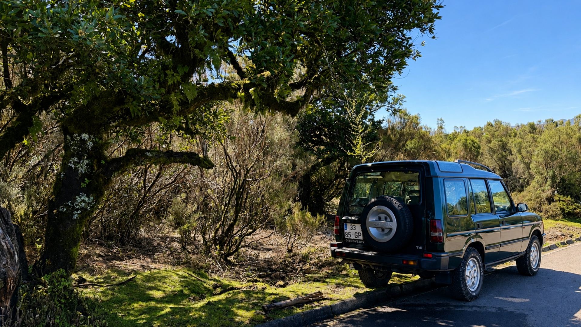 Fanal forest