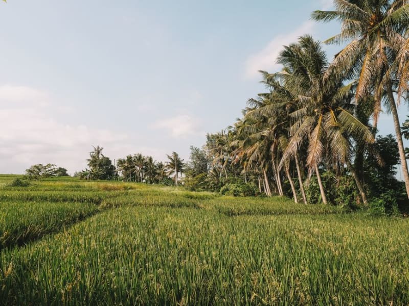 5 Days in Bali: The Sweet Spot for First-Time Visitors