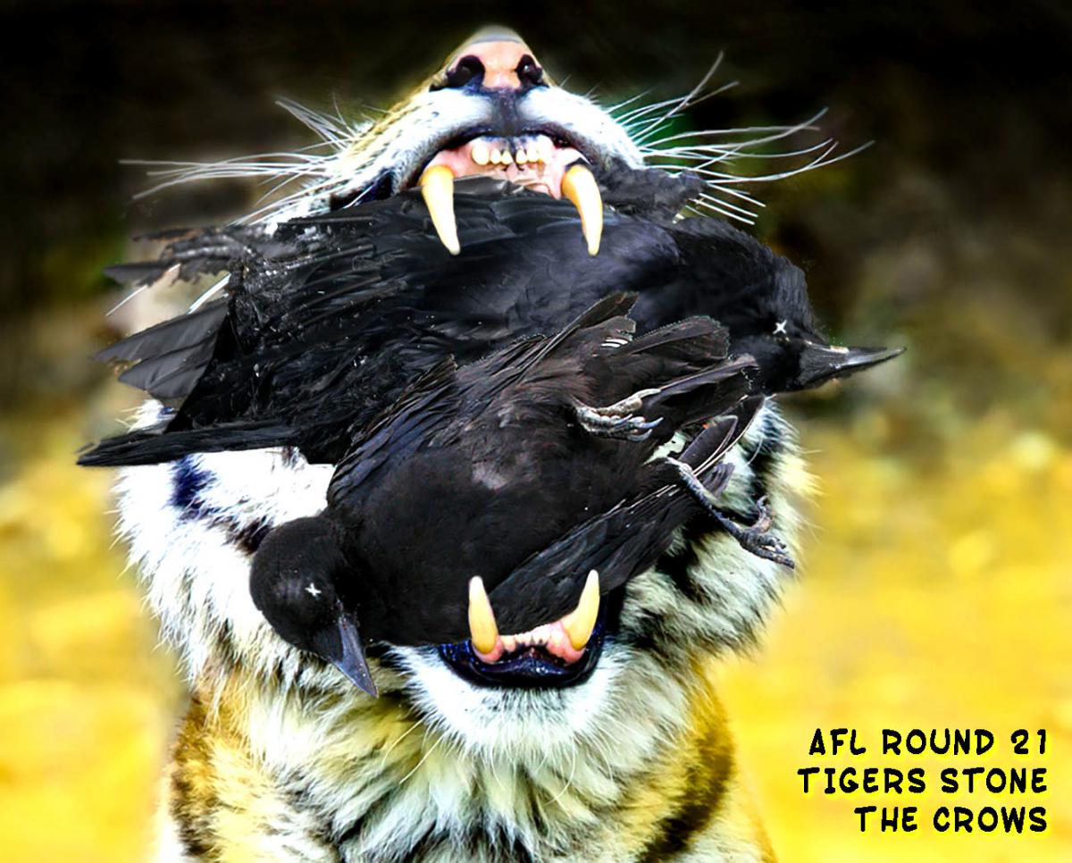 Tigers Stone Crows