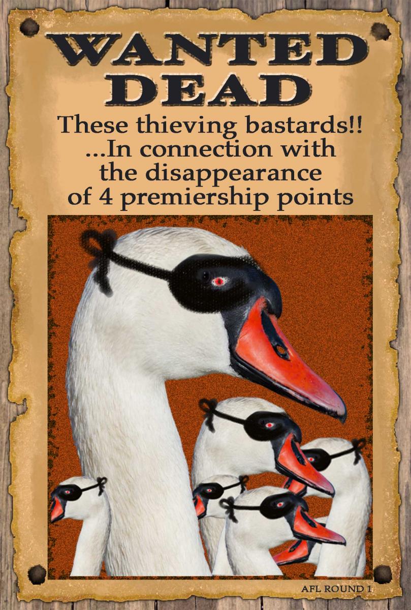 Swans Thieves