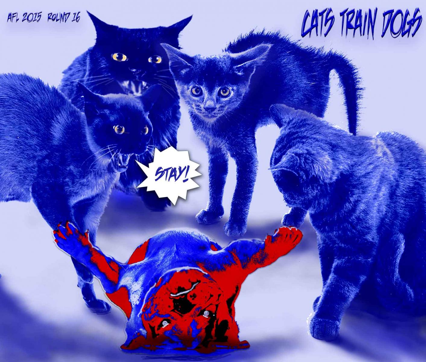 Cats Dogs