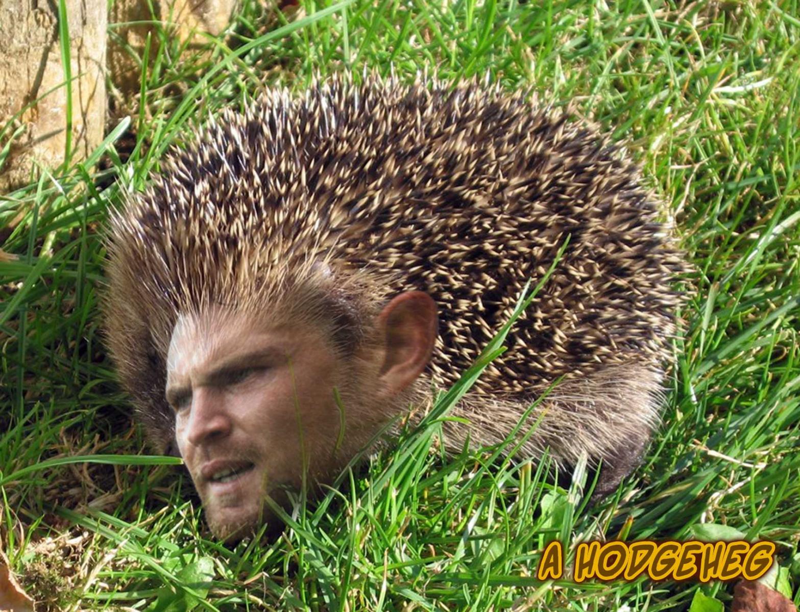 Z Hodgeheg