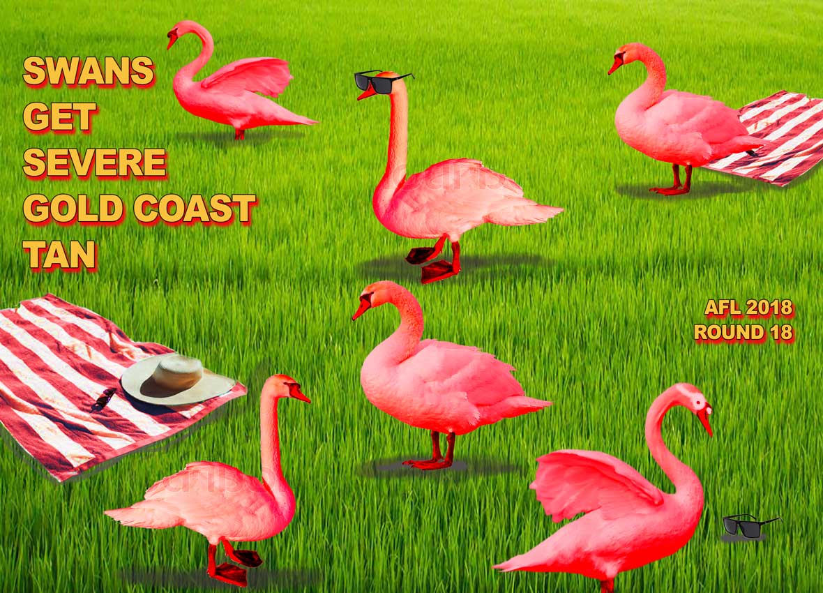 Swans Sunburnt