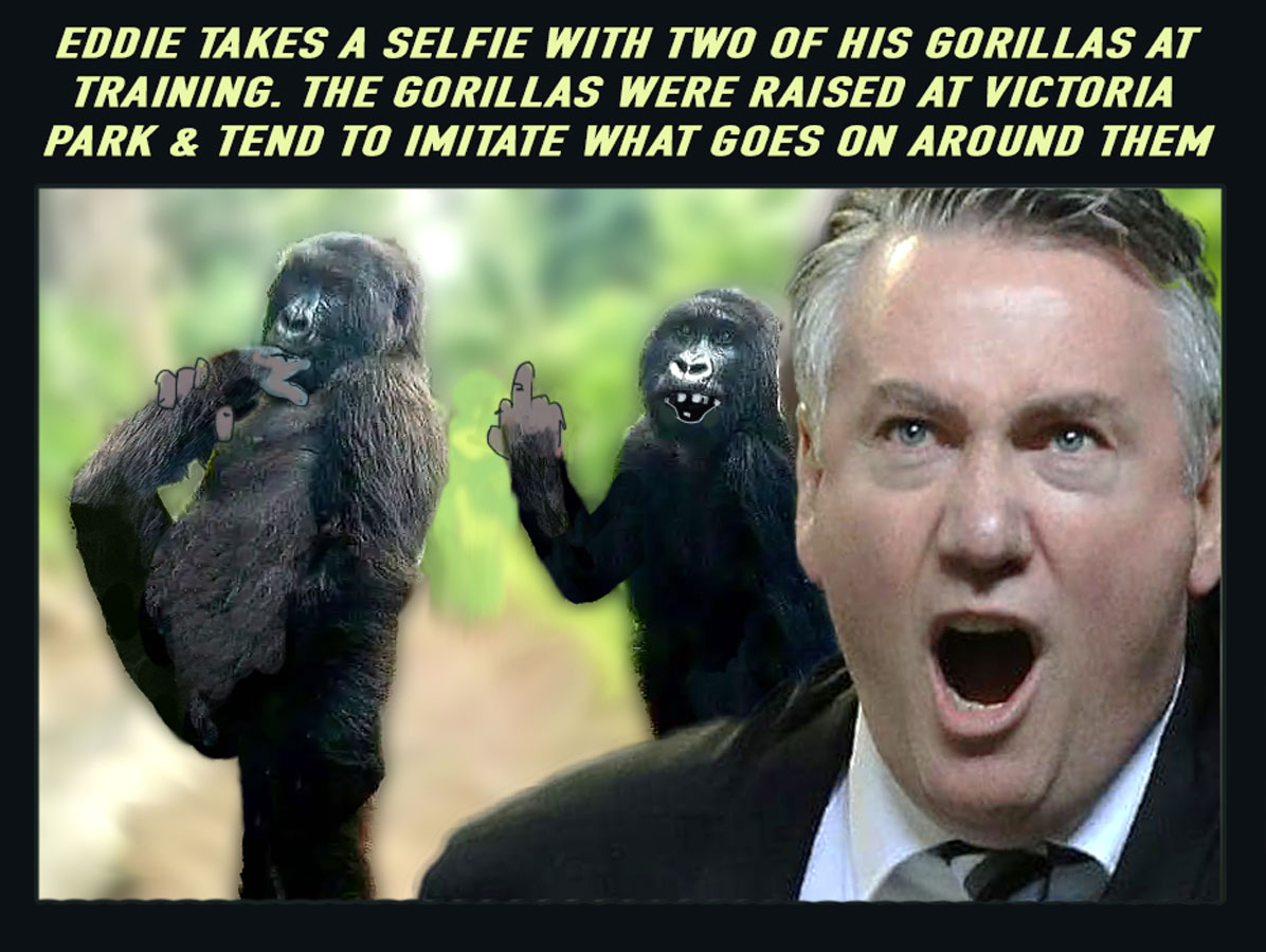 Gorillas