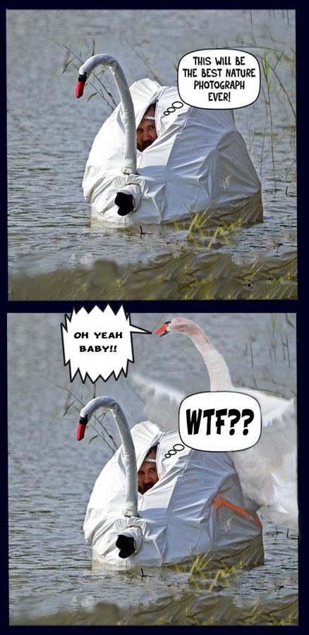 Swan Photo
