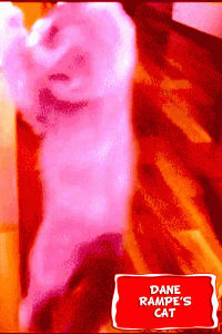 Rampe's Cat