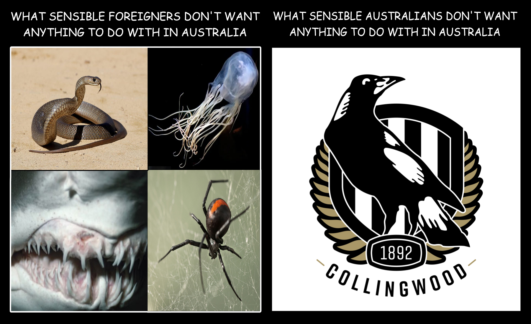 RD02 Sennsible Aussies
