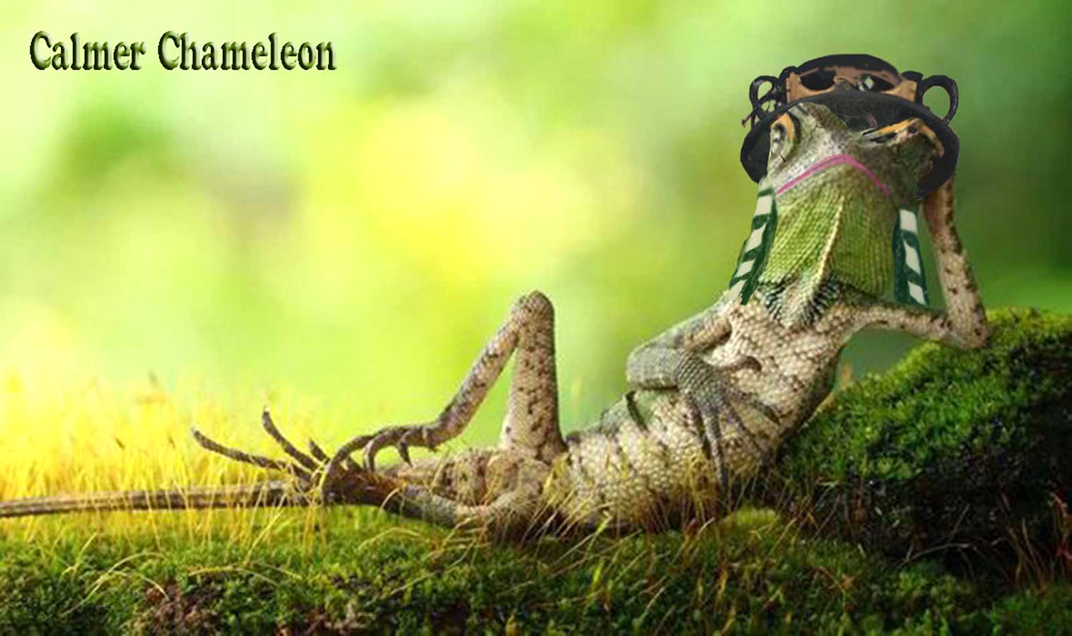 Calmer Chameleon