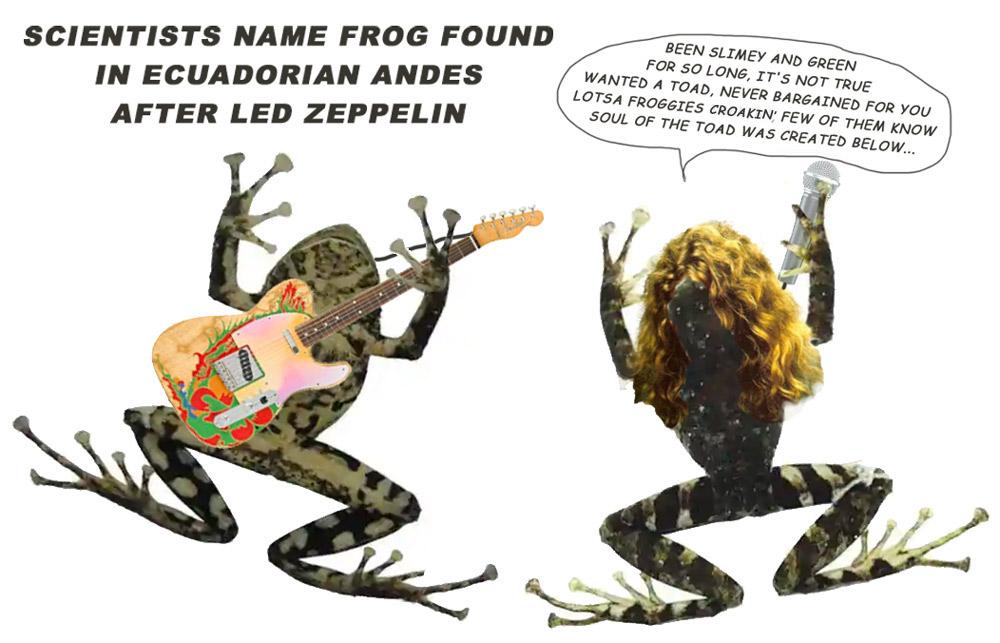 LZ Frog