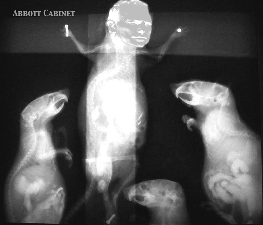 Cabinet Meeting