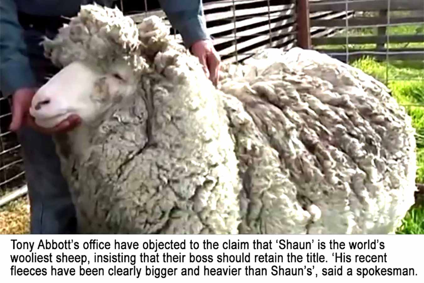Shaun The Sheep