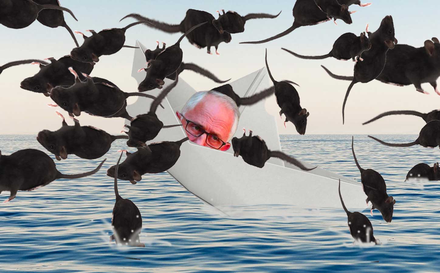 Rats