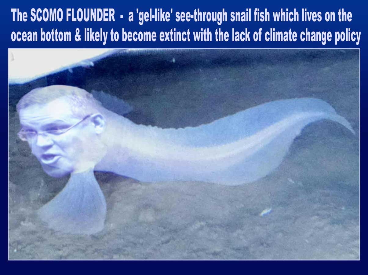 Scomo Flounder