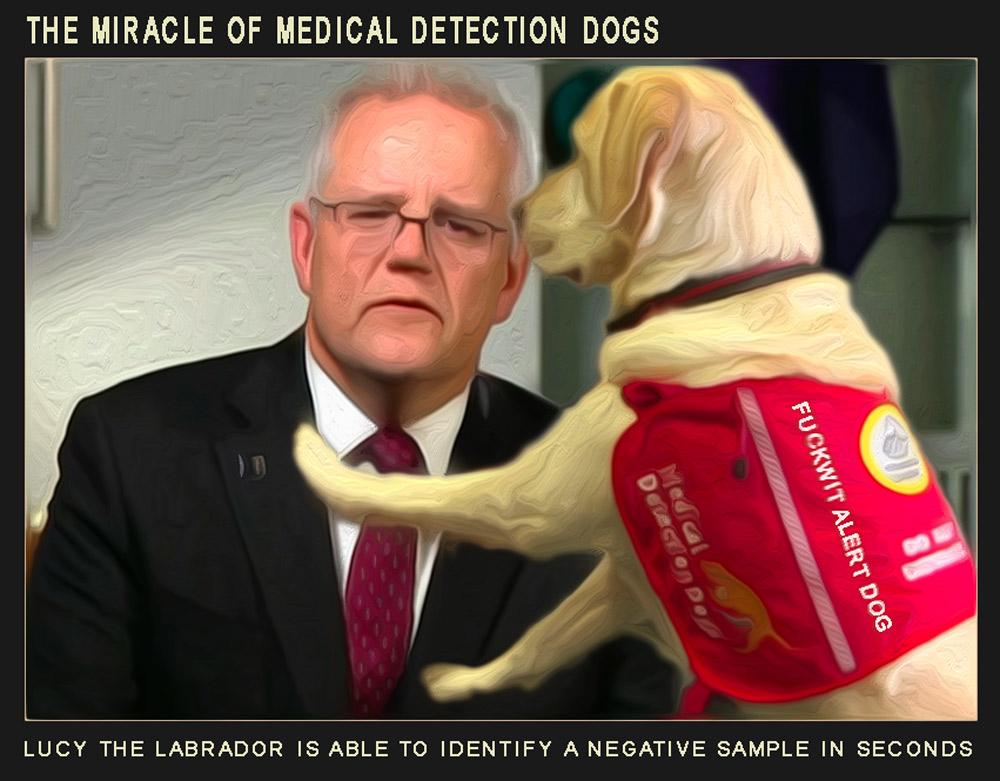 Medical Alert Dog