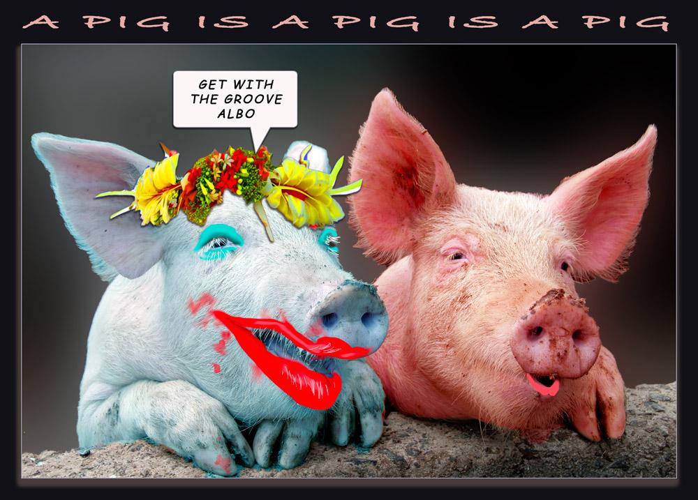 Pigs