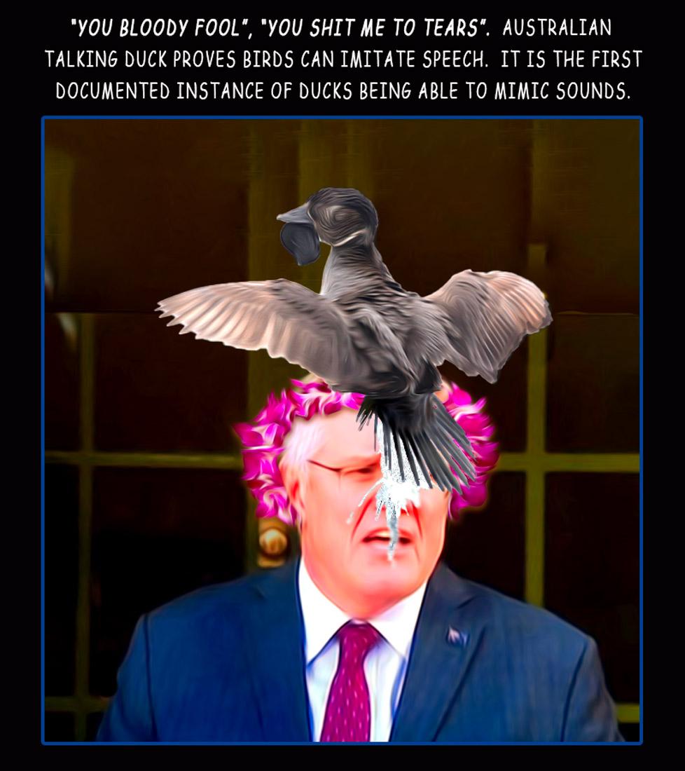 Talking Duck