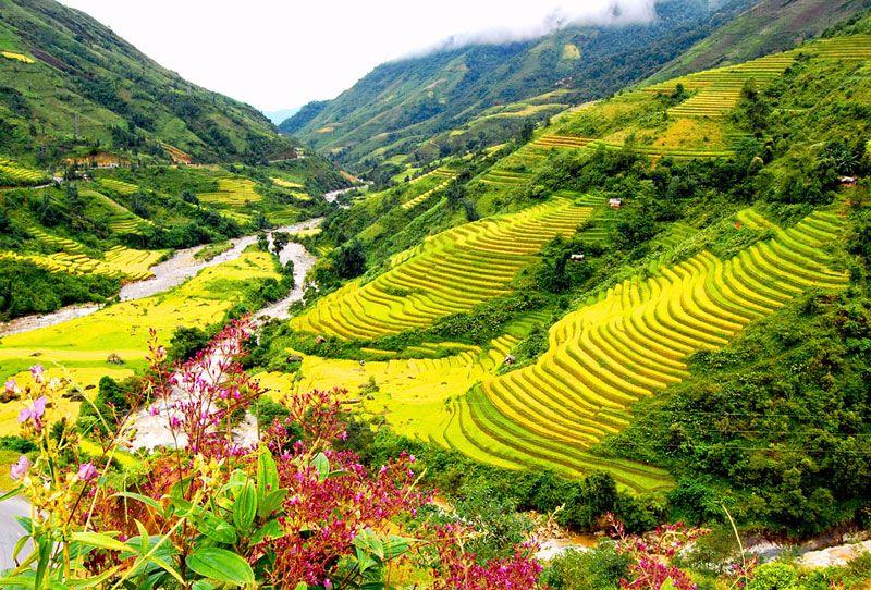 Sa Pa 3N2Đ ngắm lúa - Fansipan, Nậm Cang, Tả Van