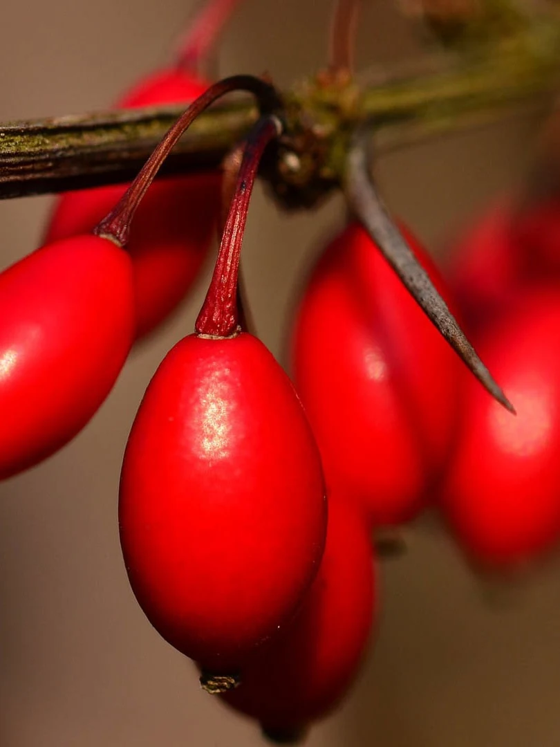 Berberine natural source plant with red berries used for metabolism and weight support