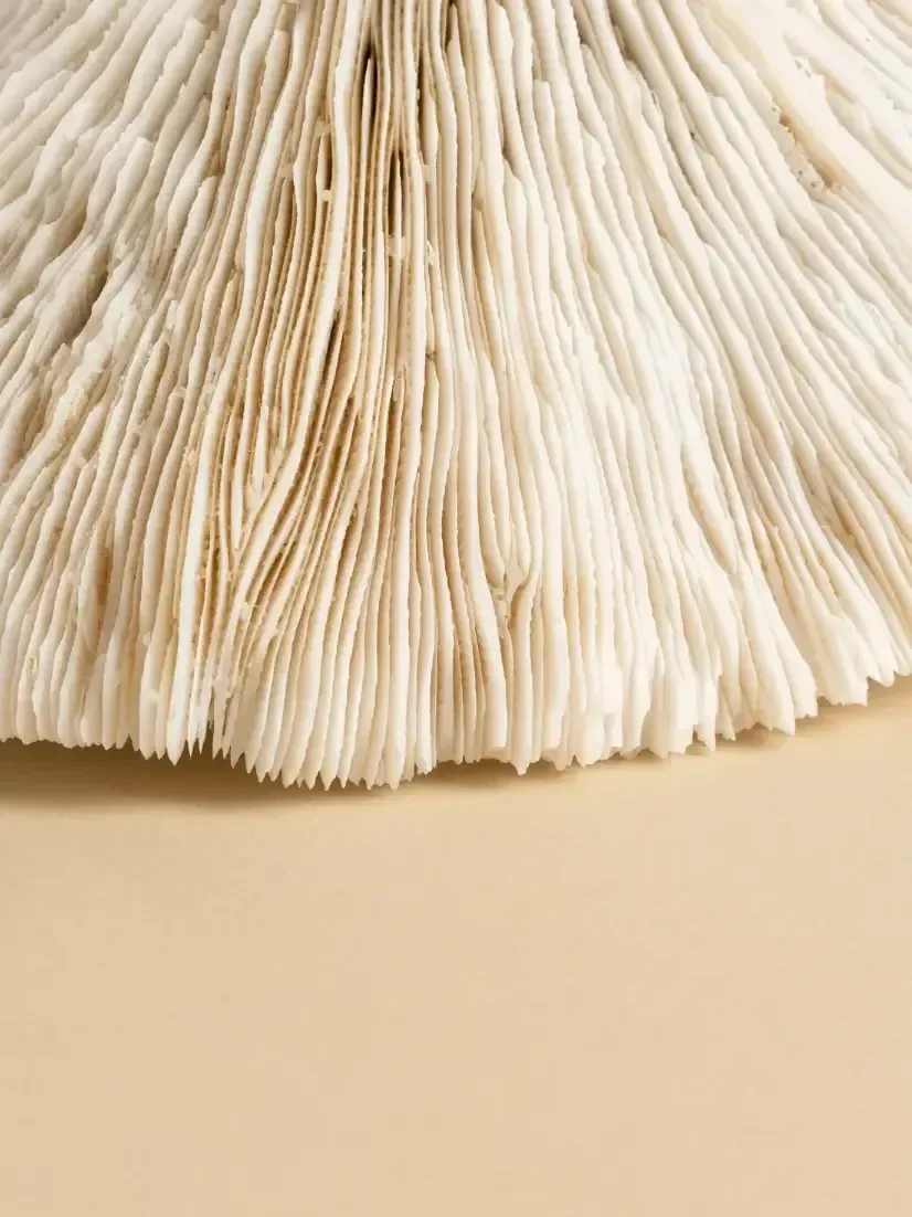 Lion's Mane mushroom texture used for brain health, focus and cognitive support