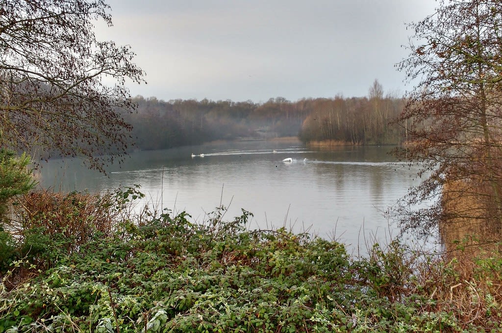 The lake at Southwater Country Park (with swan)