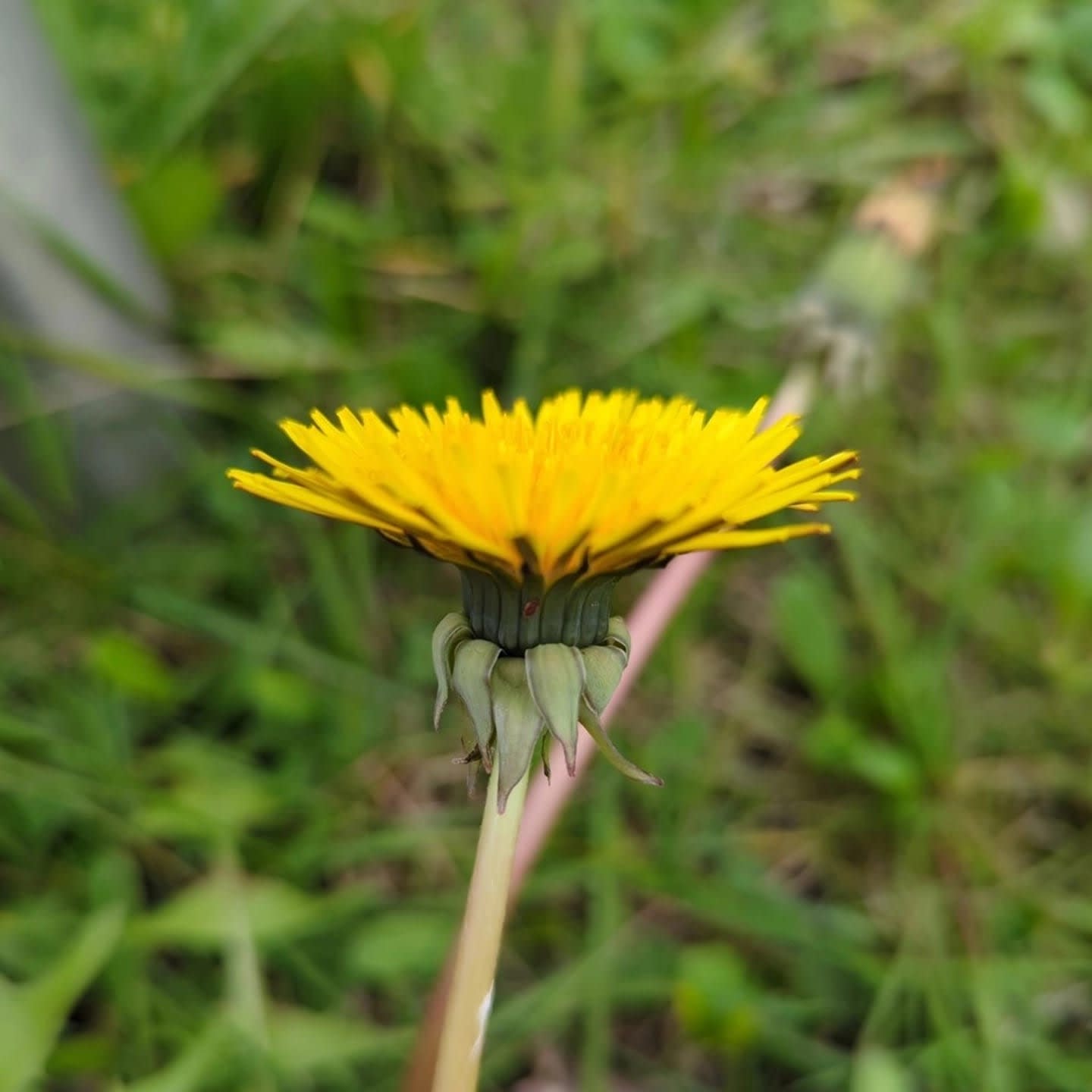 zurückgerichtet (T. acervatulum)