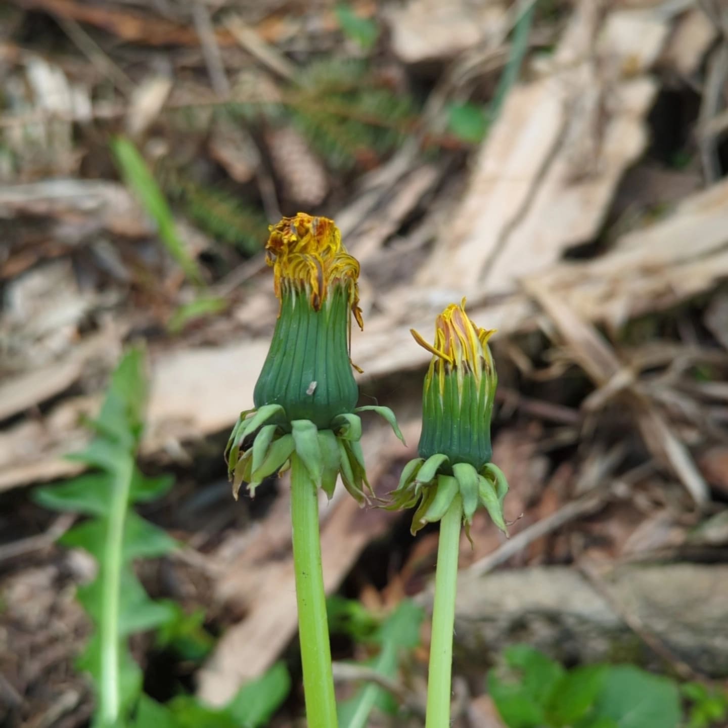 zurückgebogen (T. aequilobium)