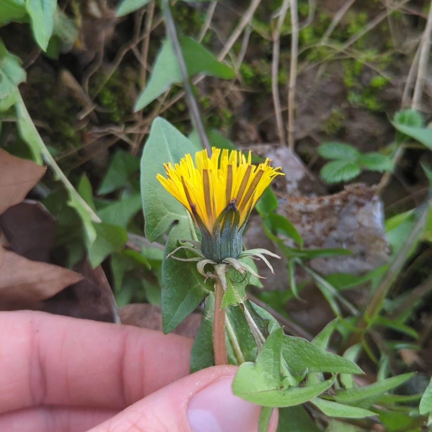 waagerecht abstehend (T. atactum)