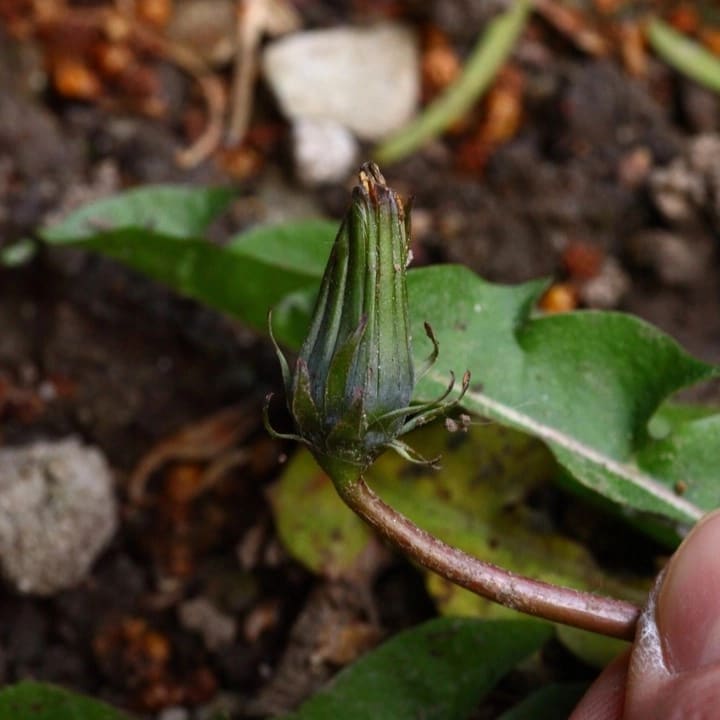 aufrecht (T. gelertii)