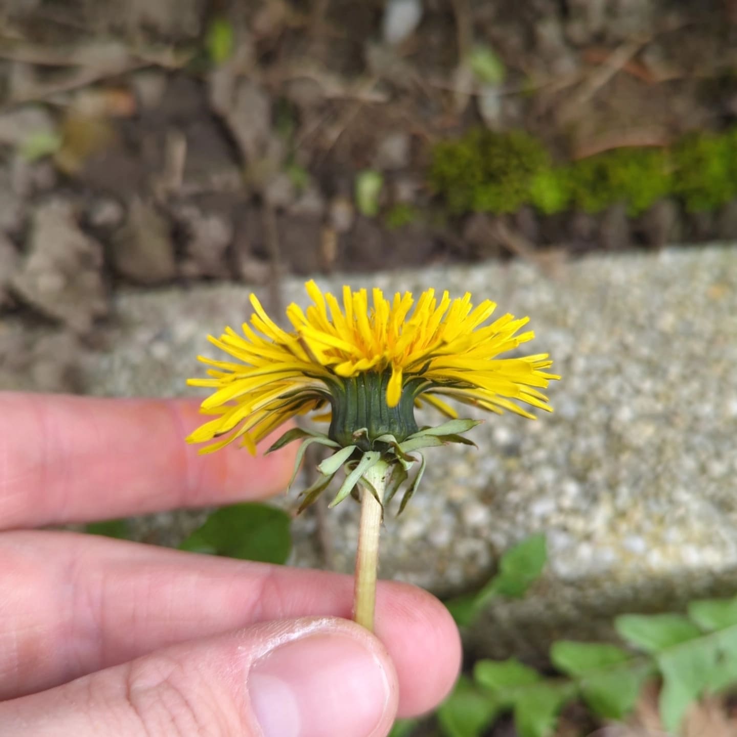 unregeläßig (Beleg 2024-129)