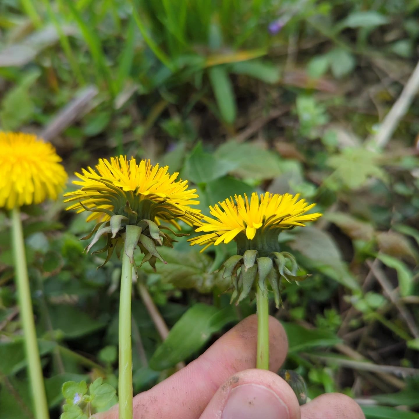 unberandet bis rot berandet (Beleg 2024-141)