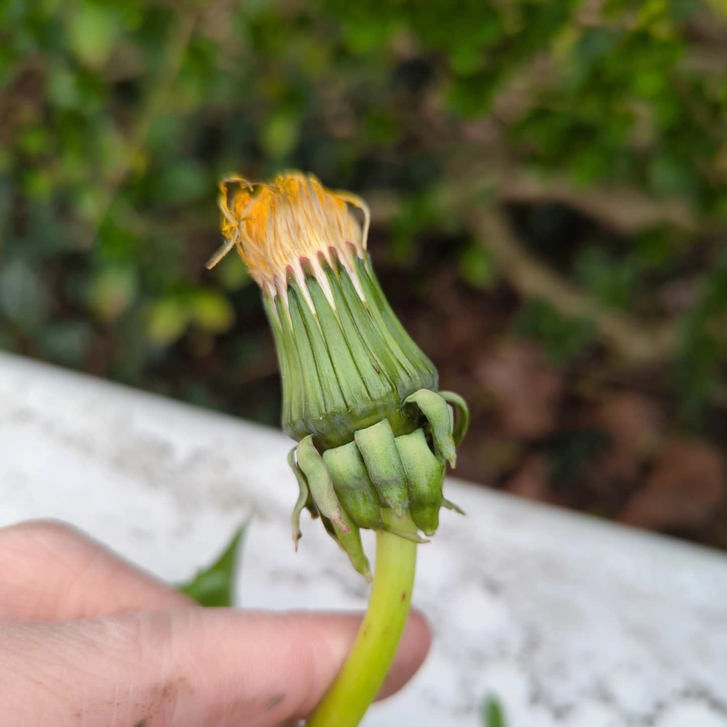 unberandet (T. ochrochlorum)