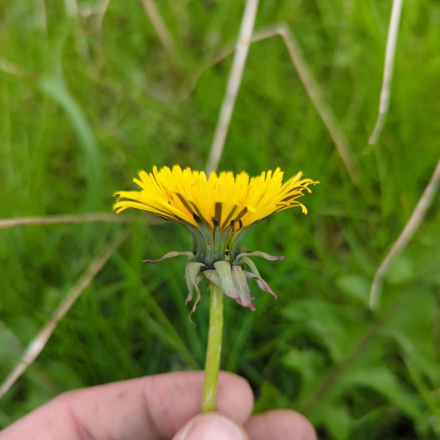 unberandet (T. sellandii)