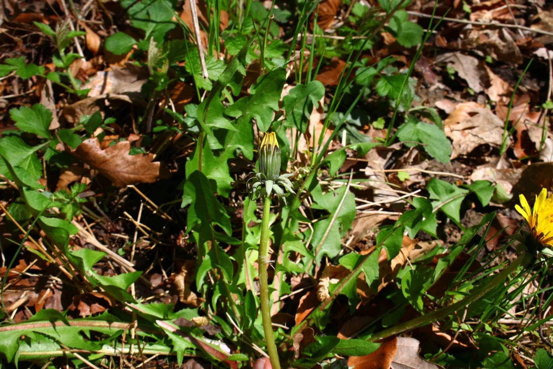 Taraxacum cf. excellens