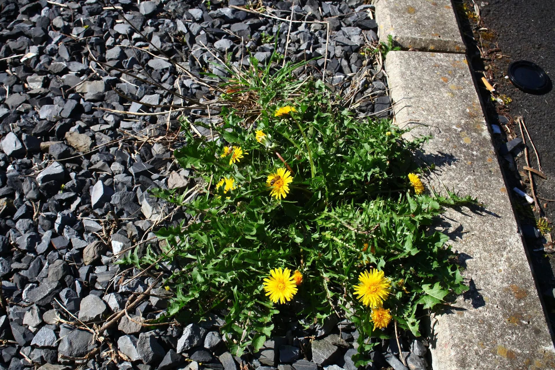 Taraxacum cf. lacerifolium