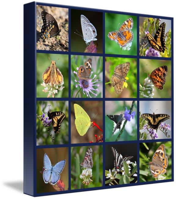 Коллаж с бабочками