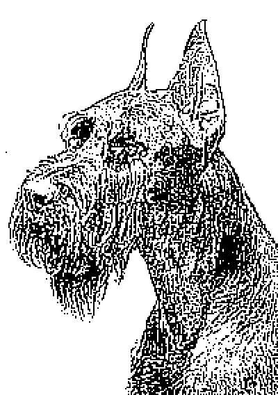 Giant Schnauzer head